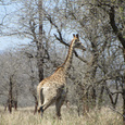 Giraffe, in het wild! Giraffe, in het wild!