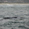IMG0605JPG IMG0605JPG